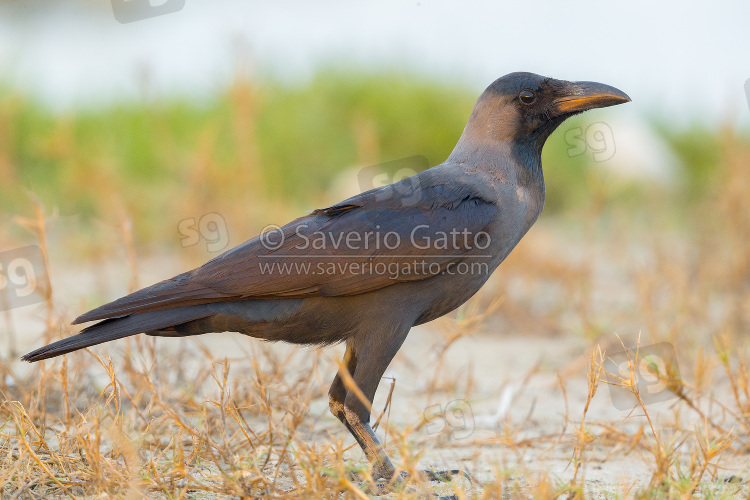 House Crow